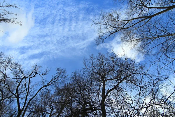 Gołe Gałęzie Drzewa Widok Nieba Ziemi — Zdjęcie stockowe