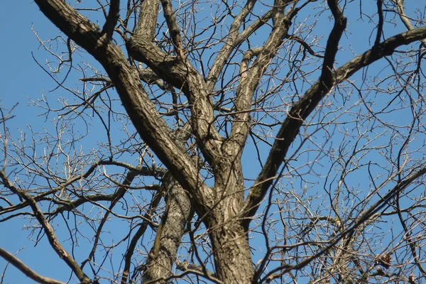 Bare Tree Branches Sky View Earth — Stock Photo, Image