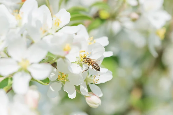 Bee melliferous on the flower of apple tree — Stock Photo, Image