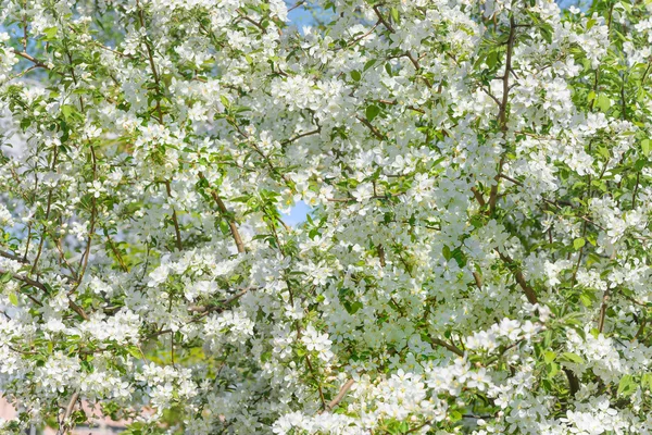 Blommande äppelträd — Stockfoto