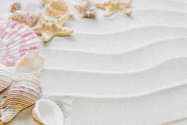 İstiridye ve starfishes thesea kum üzerinde
