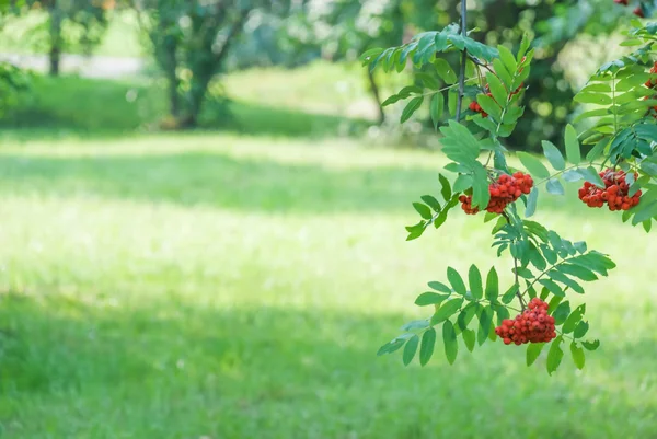 Rozmazane tło naturalne — Zdjęcie stockowe