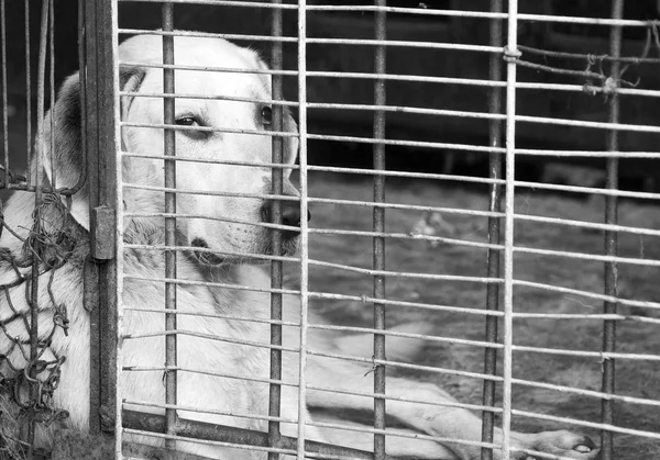 Perro en una jaula —  Fotos de Stock