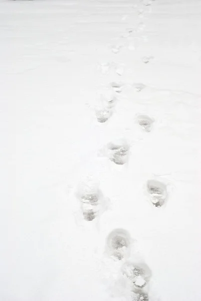 Footprints  in the snow — Stock Photo, Image