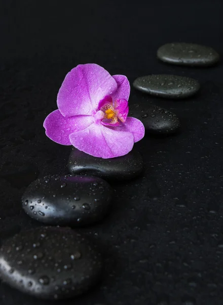 Spa koncept s zen kameny a orchidej květina — Stock fotografie