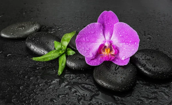 Spa concept zen stenen, orchideebloem en bamboe Rechtenvrije Stockafbeeldingen