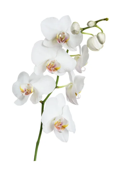 Біла квітка орхідеї — стокове фото