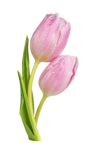 Roze tulpen bloemen — Stockfoto