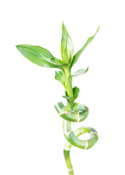 Glücklicher Bambus (dracaena sanderiana)) — Stockfoto