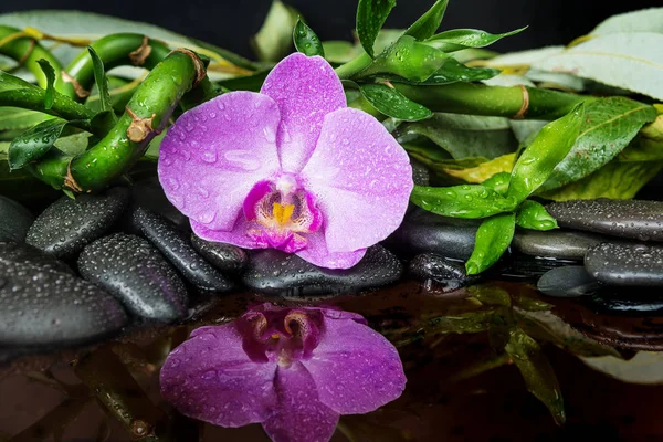 Wellness-Konzept mit Zen-Steinen, Orchideenblume und Bambus — Stockfoto