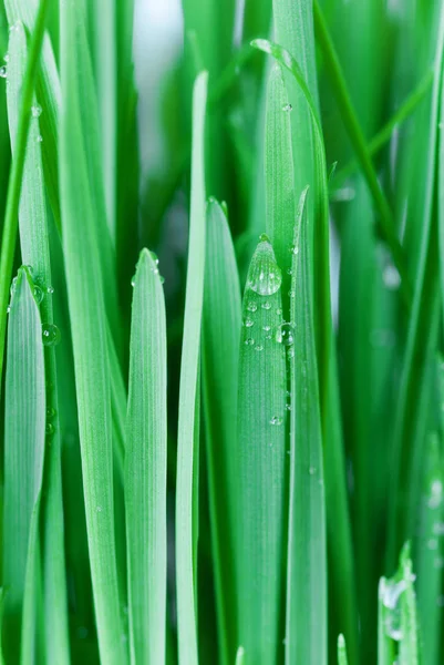 Green grass with dew drops — Stock Photo, Image