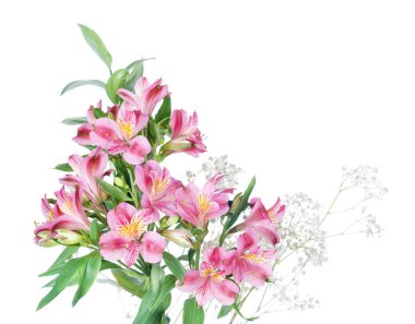 alstroemeria çiçekleri beyaz zemin üzerine
