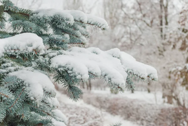 Schnee auf Tannenzweigen — Stockfoto