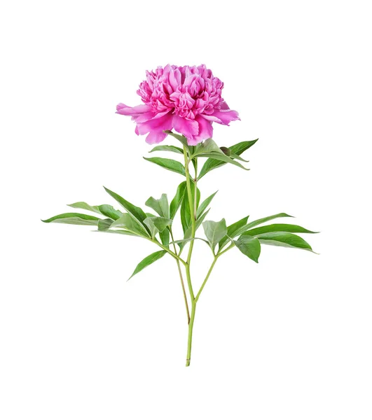 Peony flower on a white background — Stock Photo, Image