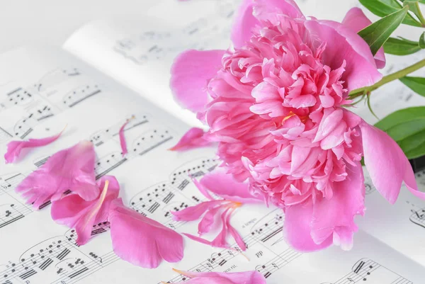 Peonia Rosa Alle Note Foto Stock Foto Immagini C Epitavi 130936640 Depositphotos