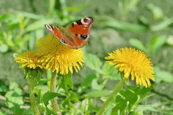 Vlinder aan de gele paardenbloemen — Stockfoto