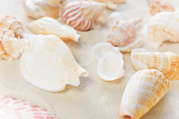 Clams on the sea sand — Stock Photo, Image