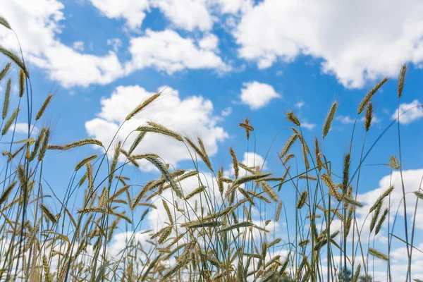 푸른 하늘 호 밀의 분야 — 스톡 사진
