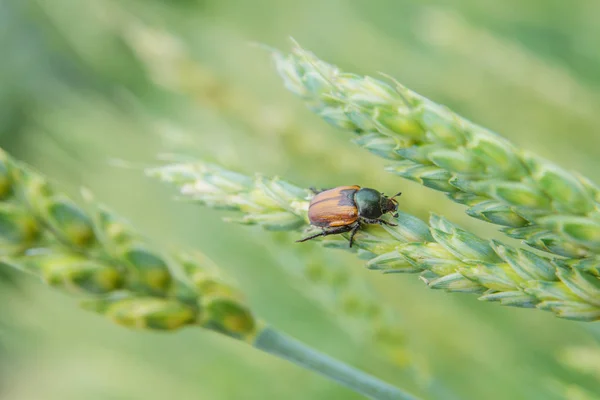 Anisoplia Austriaca Hbst — Stock Photo, Image