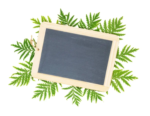 Boş chalkboard ve beyaz zemin üzerine yeşil yaprakları — Stok fotoğraf