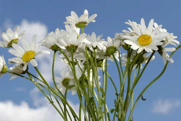 Chamomile flowers against the blue sky — Stock Photo, Image