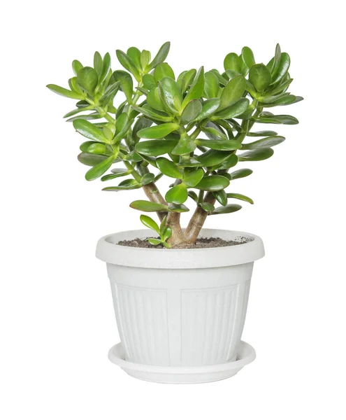 Zimmerpflanze Crassula — Stockfoto