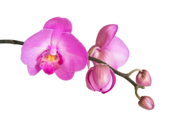 Orchidea izolált fehér — Stock Fotó