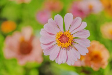 flowerbed üzerinde pembe çiçek