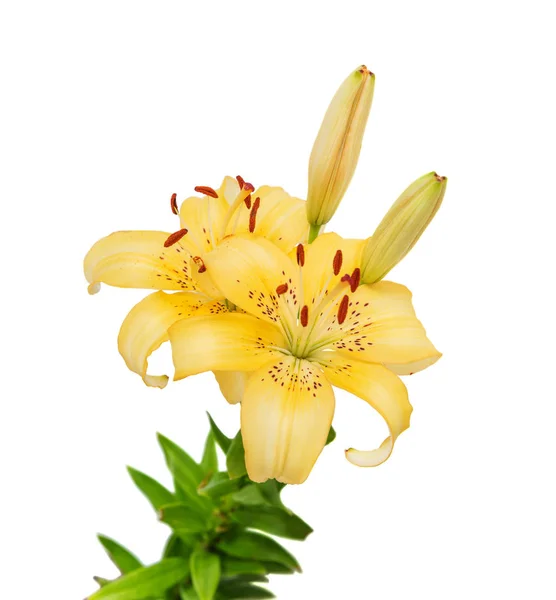 Yellow lily on a white background — Stock Photo, Image