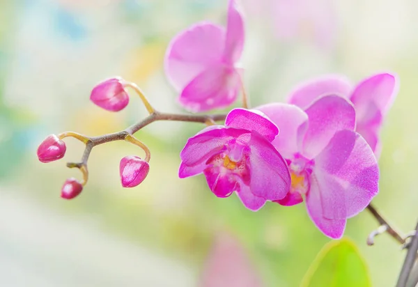 Lila orkidéer på natur botten — Stockfoto