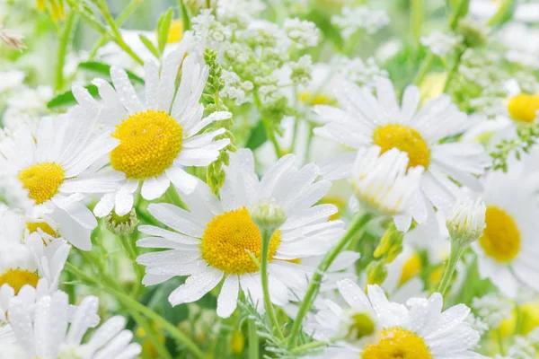 Marguerites couvertes gouttes de rosée — Photo