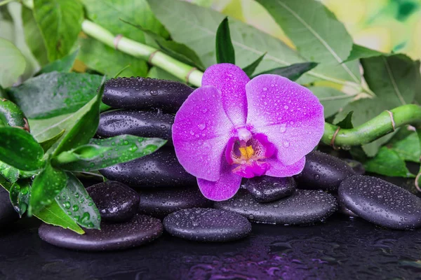 Wellness-Konzept mit Zen-Steinen, Orchideenblume und Bambus — Stockfoto