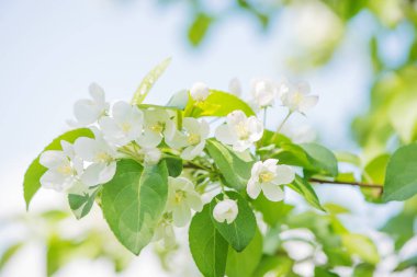 Çiçek açan elma ağacı