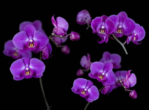 Fflowers of orchids — Stock Photo, Image