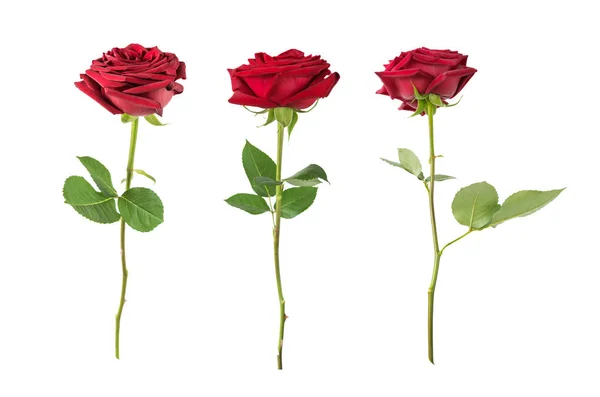 Rosas vermelhas sobre um fundo branco — Fotografia de Stock