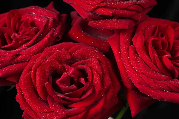 Röda rosor på en svart bakgrund — Stockfoto
