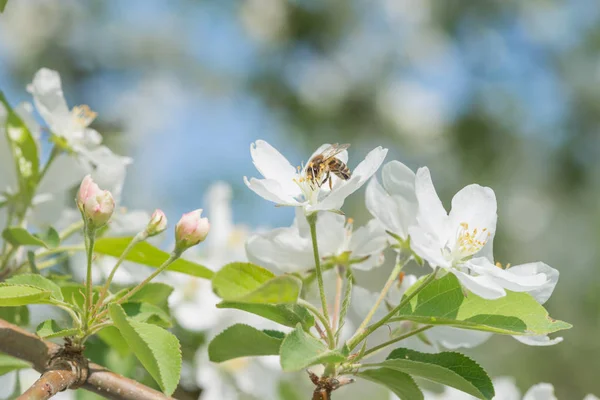 Bee melliferous on the flower of apple tree — Stock Photo, Image