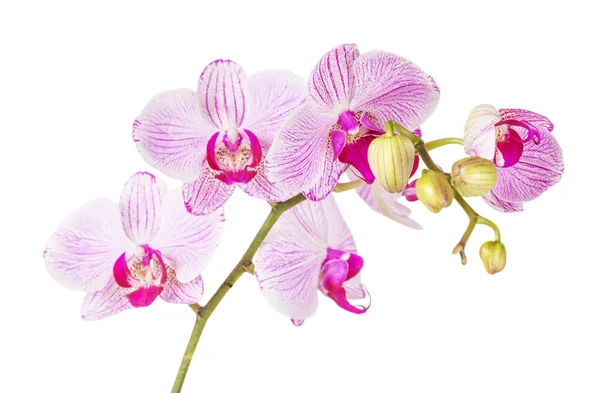 Orquídea branca e rosa sobre um fundo branco — Fotografia de Stock