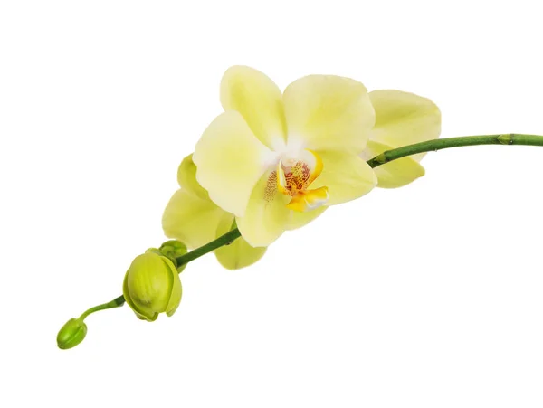 Sarı çiçek orkide — Stok fotoğraf