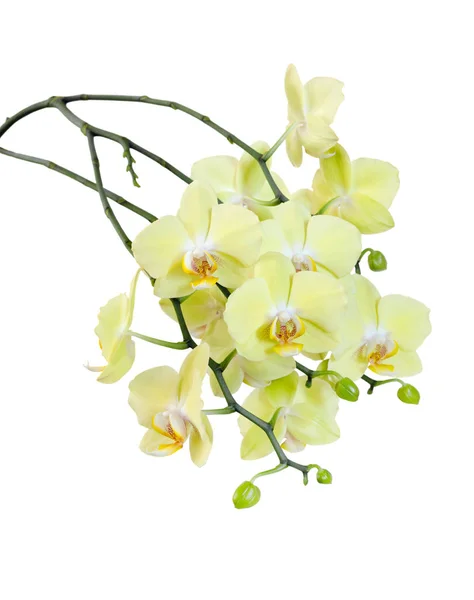 Orquídea Floração Amarela — Fotografia de Stock