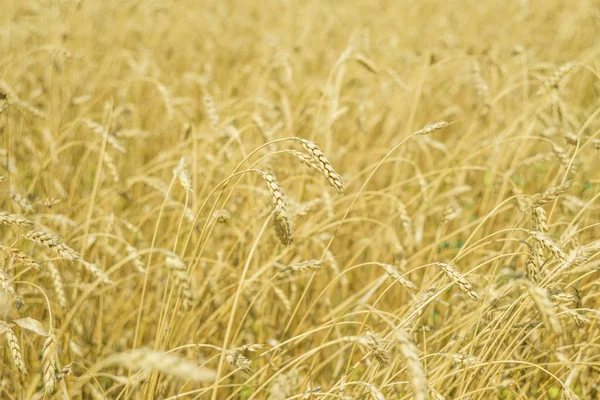 熟した小麦のクローズ アップ — ストック写真
