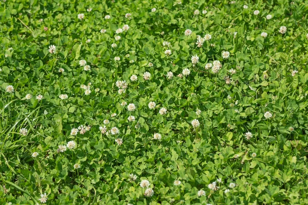 Цветы белого клевера — стоковое фото