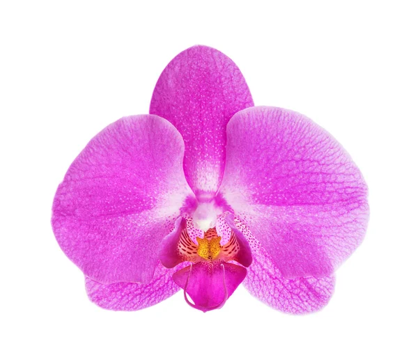 Orkidea kukka valkoisella taustalla — kuvapankkivalokuva