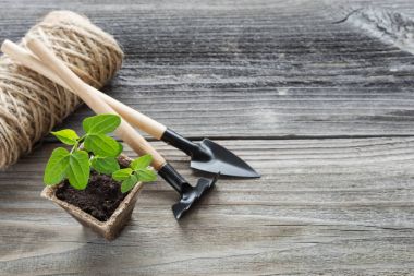 turba çömlek içinde fidan