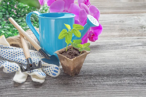 Semis dans un pot de tourbe, fleurs d'orchidée rose et arrosage bleu c — Photo