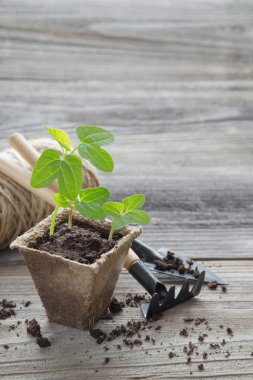 turba çömlek içinde fidan