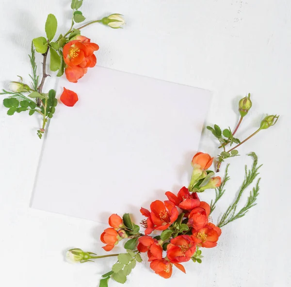 Scrapbook página con flores Chaenomeles —  Fotos de Stock