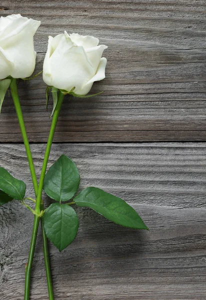 Two white roses on a wooden background — Stock Photo, Image