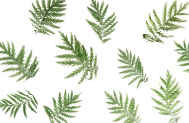 beyaz arkaplanda yeşil yapraklar