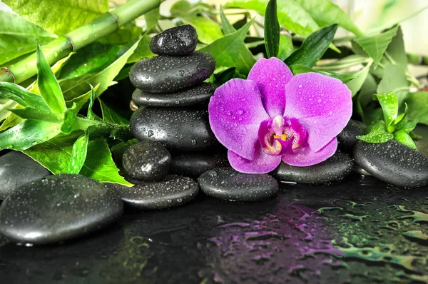 Wellness-Konzept mit Zen-Steinen, Orchideenblume und Bambus — Stockfoto